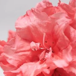 BABOR SKINOVAGE Calming Serum 30 Ml 9 BABOR SKINOVAGE Calming Serum 30 Ml -Babor Verkaufsgeschäft 12102303 3