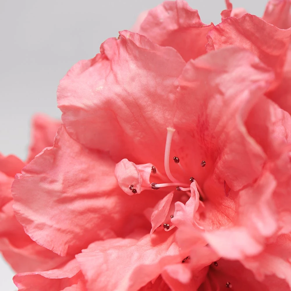 BABOR SKINOVAGE Calming Serum 30 Ml 5 BABOR SKINOVAGE Calming Serum 30 Ml – Bild 5