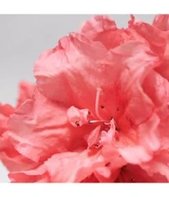 BABOR Skinovage Purifying Cream Rich Gesichtscreme -Babor Verkaufsgeschäft babor skinovage purifying cream rich gesichtscreme 50 ml 4015165359470 visual