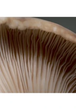 Babor STRESS DEFENSE MUSHROOM CREAM - Serum 12 Babor STRESS DEFENSE MUSHROOM CREAM - Serum -Babor Verkaufsgeschäft e2c45859bf4d4bd4835c202d70129a83