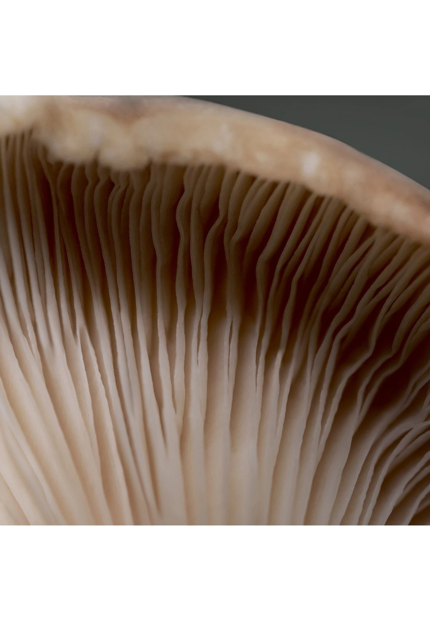 Babor STRESS DEFENSE MUSHROOM CREAM - Serum 6 Babor STRESS DEFENSE MUSHROOM CREAM - Serum – Bild 6